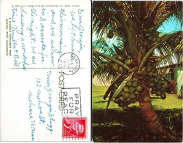Florida Coconut Tree Posted 1958 to Georgia Flagg Melrose MA Postcard - £7.51 GBP