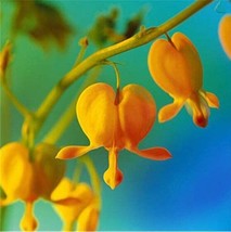 Worldwide Shipping 100Pcs Orange Dicentra Spectabilis Seeds - $17.84