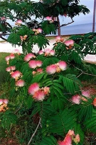 25 Mimosa / Persian Silk Tree Albizia Julibrissin Flower Seeds Png Fresh Garden - £7.19 GBP