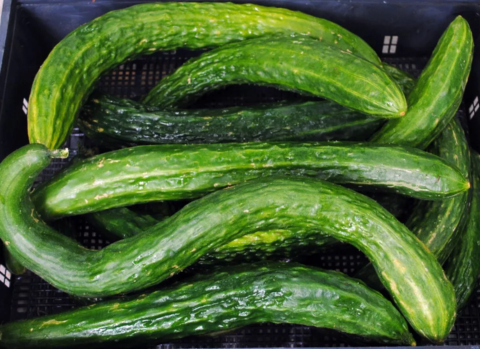 FARM 100 Suyo Long Cucumber Seeds Heirloom Non Gmo Organic Bulk Seeds - $12.74 CAD