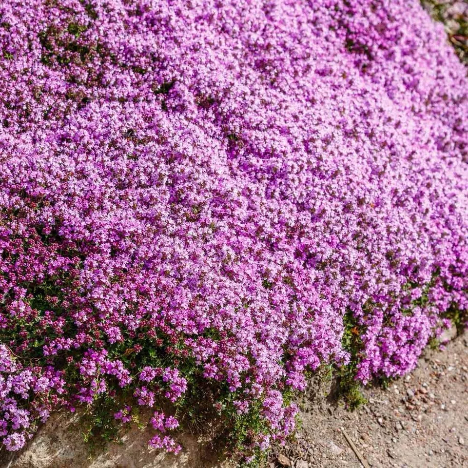 Semilir 1000 Creeping Thyme Seeds Thymus Serpyllum Perennial Purple Vege... - $9.56