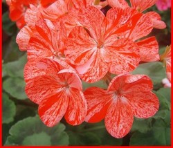 10 Geranium &#39;Avenida&#39; Pink Orange Flower Seeds for Garden - $12.00