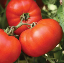 50 Seeds BHN 826 Tomato Juicy Tomatoe Vegetable Garden  - $6.90