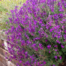 FREE SHIPPING 50 Violet Riot Salvia Seeds Flower Seed Perennial Flowers Bee - £13.40 GBP