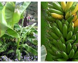 Musa BASJOO Banana Tree Cold Hardy Live Banana Tree SMALL ROOTED STARTER... - £35.34 GBP