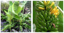 Musa Basjoo Banana Tree Cold Hardy Live Banana Tree Small Rooted Starter Plant - £35.91 GBP