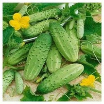 Boston Pickling Cucumber 50+Seeds | Heirloom Vegetable | Dưa Leo | 2023 Season - £1.95 GBP