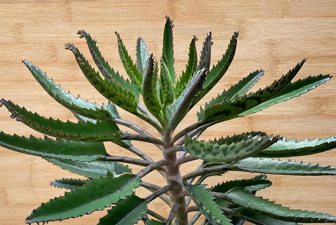 50 Seeds Kalanchoe Daigremontiana Mother Of Millions Bare Root Plantlet Seeds Me