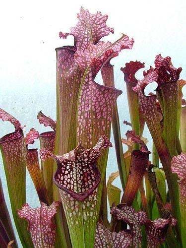 Sarracenia x excellens pink big form pitcher cultivar
