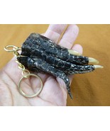 (G120-174) 3&quot; long Gator FOOT Keychain PAW ALLIGATOR TAXIDERMY med claw ... - $357.92 MXN
