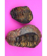 Authentic Trilobite Geode Fossil 450 Million Years Old Morroco Dino Girl... - $41.13 CAD