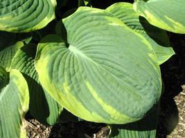 Septh 20 Francis Williams Hosta Seeds - Hosta Sieboldiana &#39;frances Williams&#39; - £6.55 GBP