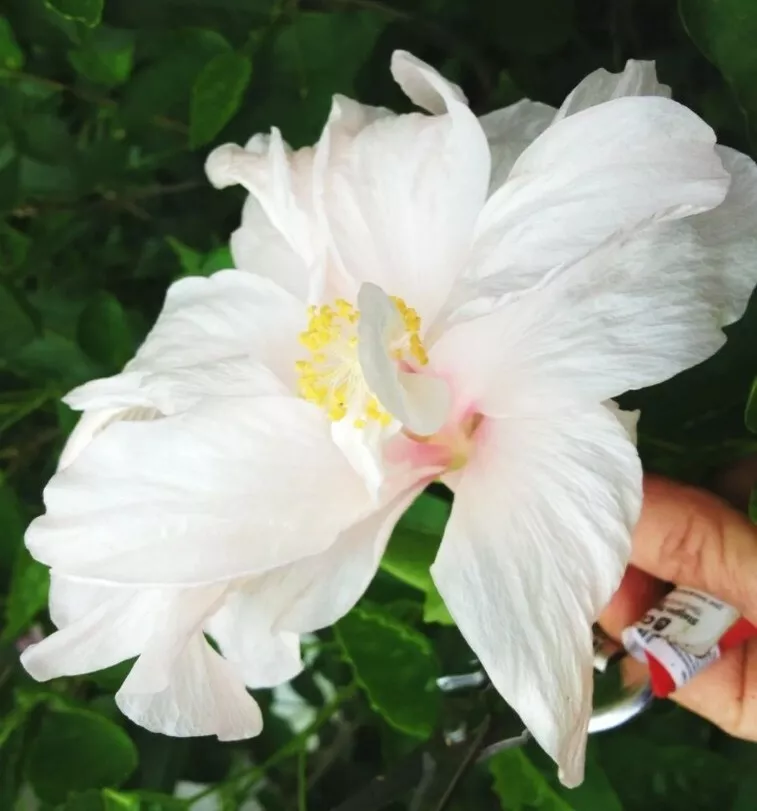 JGBO Madagascar Hibiscus Moscheutos Hibiscus 10 Rose Of Sharon HSS783 Seeds - $9.78