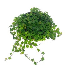 String of Frogs, 4 inch, Ficus pumila Quercifolia, Oakleaf Creeping fig - £18.51 GBP