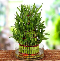 Lucky Bamboo Bonsai Small Potted Plants Purify The Air Planting is Simple Buddin - £3.59 GBP