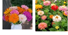 600 Seeds! Zinnia Cactus Flowered Mix Huge Blooms! 6 Colors - £21.57 GBP