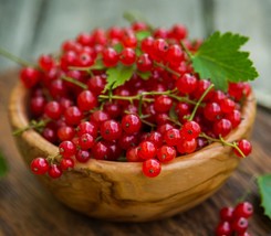 Red Currant Live Plant Fruiting bush or fruit shrub, large edible red be... - $32.99