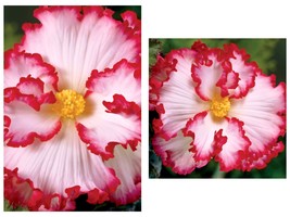 20 Seeds White-Pink Begonia Flower Garden - $15.93