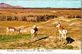 Montana Antelope Graze in the Big Sky Country Postcard - £5.40 GBP
