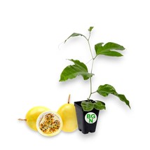 Yellow Hawaiian Passion Fruit Vine - Lilikoi Yellow Passion Fruit Plant - $371.10 MXN