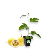 Yellow Hawaiian Passion Fruit Vine - Lilikoi Yellow Passion Fruit Plant - $27.71 CAD
