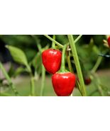 Cherry Bomb Hot Chilli Pepper 50+ seeds 100% organic Non GMO - $4.36