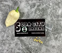 Fresh Seeds White Ghost Pepper Bhut Jolokia Seeds 10 - £7.97 GBP