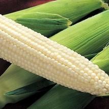 New Fresh Seeds Silver King Sweet Corn Seed White Maize Garden Seeds - $11.98