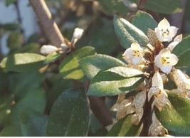 Evergreen Silverberry Bush Shrub Softwood Cuttings Ready to Root - Pack ... - $19.95