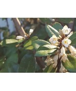 Evergreen Silverberry Bush Shrub Softwood Cuttings Ready to Root - Pack ... - £15.67 GBP