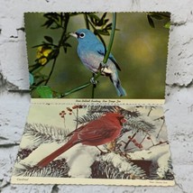 Vintage Postcard Lot Of 2 Birds Cardinal Rose Bellied Bunting - £6.25 GBP