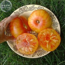 50 Tomato Seeds Moneymaker Heirloom Vegetable Garden USA SELLER - £7.49 GBP