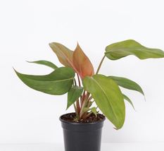 1 Pcs Philodendron Summer Glory - 4" Diameter Plant - Live Houseplant - $94.58
