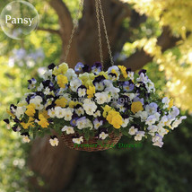 Heirloom Beautiful Hanging Bonsai Colorful Pansy, 20 seeds, long flowering light - £3.19 GBP
