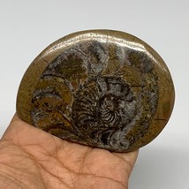 89.5g, 3.6&quot;x2.7&quot;x0.3&quot;, Goniatite (Button) Ammonite Polished Fossils, B30079 - £7.99 GBP