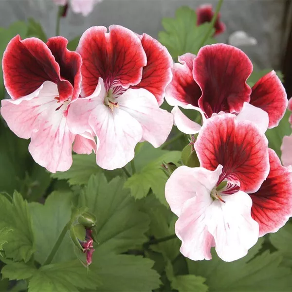 CLK 15 Seeds Geranium Gardener’S Joy House Plant Garden Flowers USA Seller - $10.50