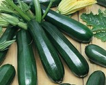 25 Dark Green Zucchini Squash Seeds Courgette Italian Zucchino Vegetable - $8.99
