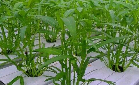 Thai Water Spinach Kangkong Vegetable, 30 Seeds