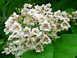 30 Southern Catalpa Seeds Catalpa Bignonioides USA SELLER Fast Shipping - £7.54 GBP