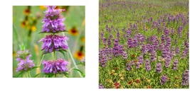 600 Seeds Monarda / Bee Balm LEMON MINT Purple Pollinators LOVE Seeds - £21.49 GBP