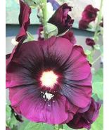 50 seeds Burgundy Hollyhock flower seeds, perennial - $5.00