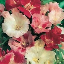 75 Clarkia Mix Flower Seeds Reseeding Long Lasting Annual Fresh Seeds Fast Shipp - $23.64