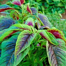 1000+ Seeds Red Amaranth Stripe Leaf Chinese Spinach Yin Cho Vegetable Garden - £10.21 GBP