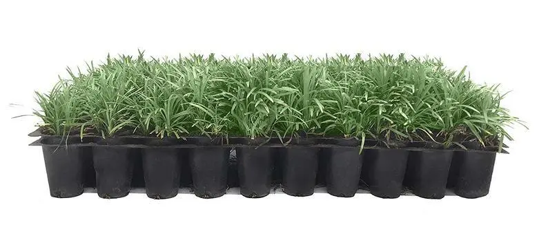 Dwarf Mondo Grass Live Plants Plug Size Shade Loving Ground Cover - £28.87 GBP
