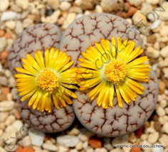 Rare Lithops Gracilidelineata Living Stones Exotic Ice Plant Rare Seed 50 Seeds - £7.82 GBP