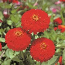 50 Zinnia Seeds Zinnia Sun Red Cut Flower Seeds Gardening USA SHIPPING - £10.86 GBP