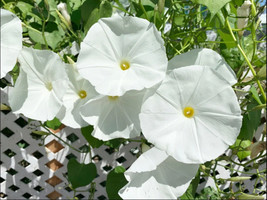 Morning Glory Pearly Gates Ivory Aas Winner 20-22 Seeds Heirloom Op - $143.34 MXN