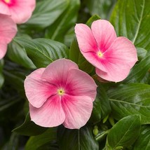 Vinca Seeds Cora Cascade Shell Pink 25 Seeds Fresh Garden - £12.04 GBP