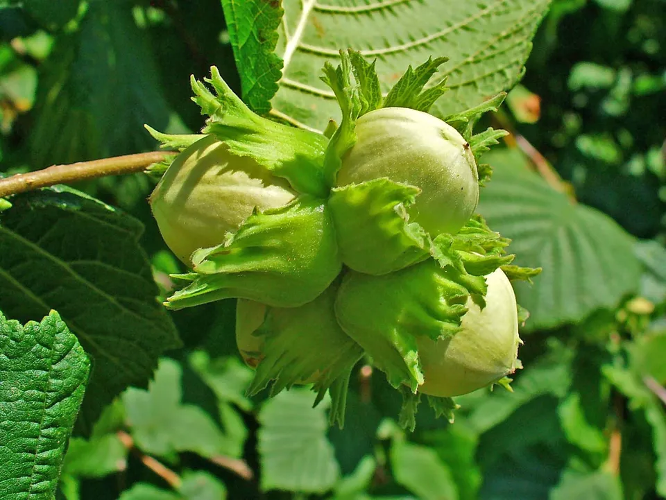 European Hazelnut, (Filbert), Corylus avellana 4 seeds - £5.92 GBP