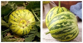 &#39;Flower Fairy&#39; Melon Seeds 5 Bags (50 Seeds / Bag) Garden Seeds - £15.03 GBP